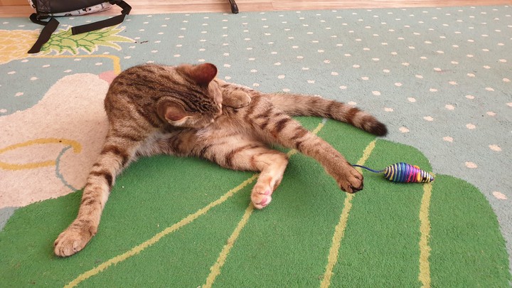 cat cleaning