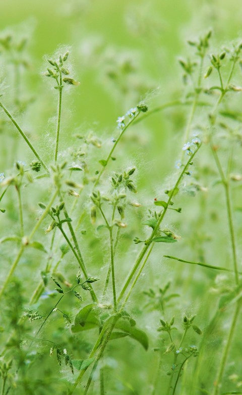тапети chickweeds, green