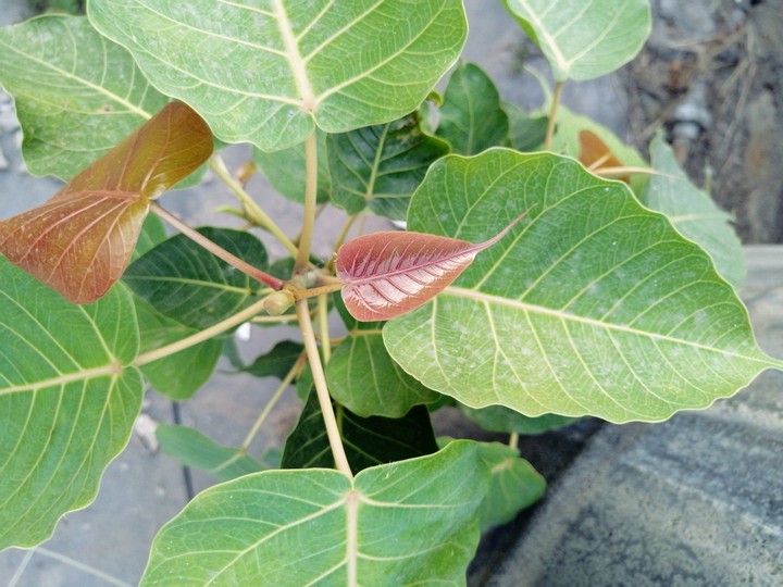 plant