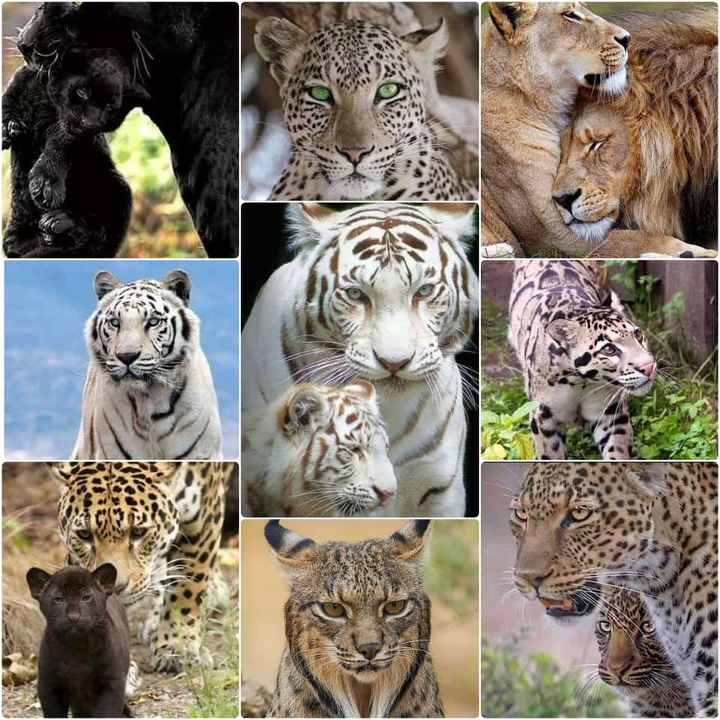 wild cats