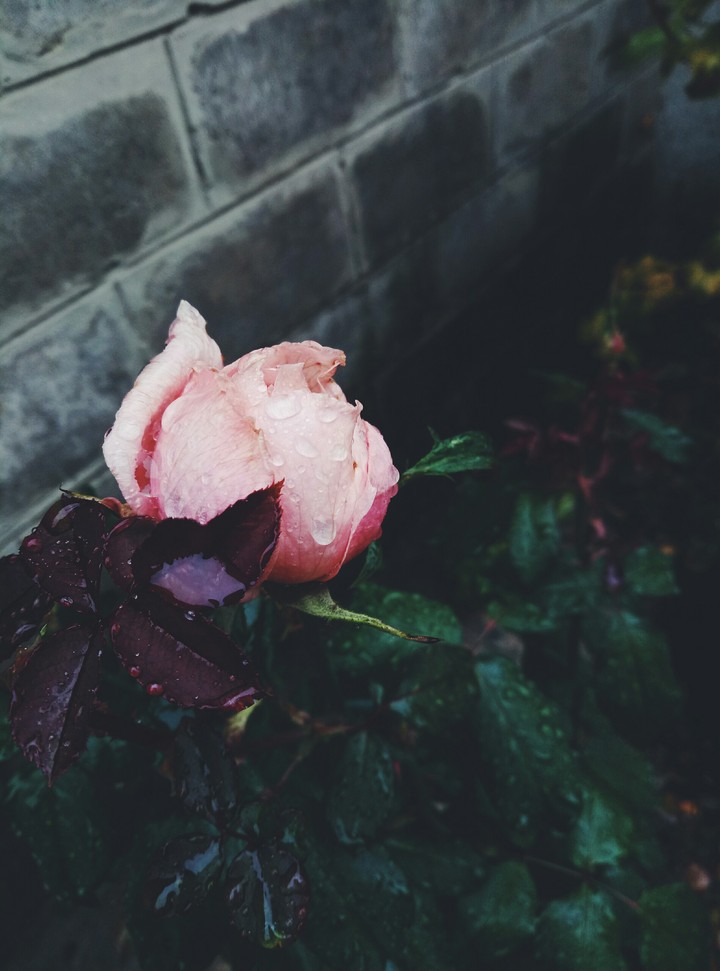 Pink rose