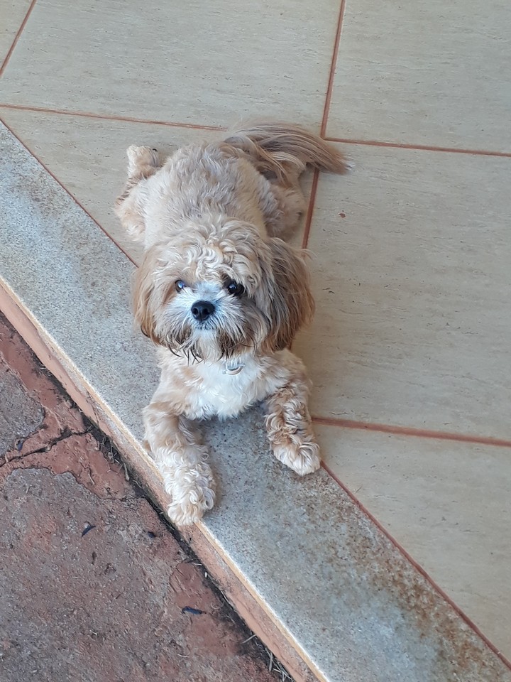 dog