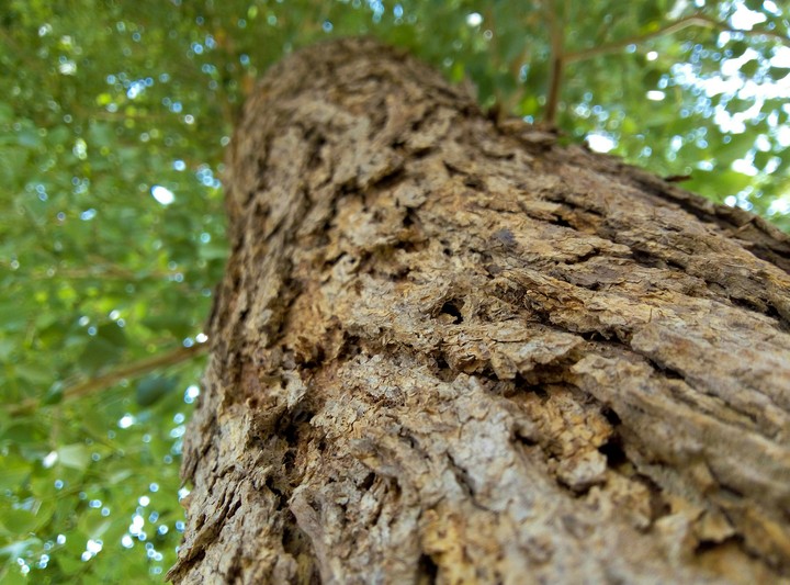 tree