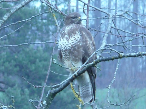 Mäusebussard