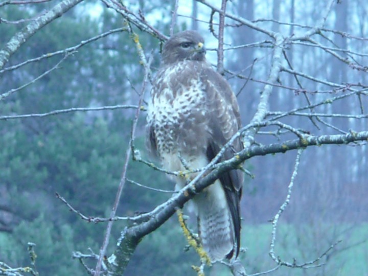 Mäusebussard