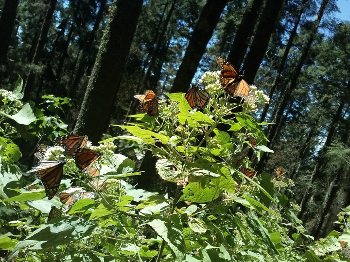 #butterfly #forest #green #pine tree #mariposa