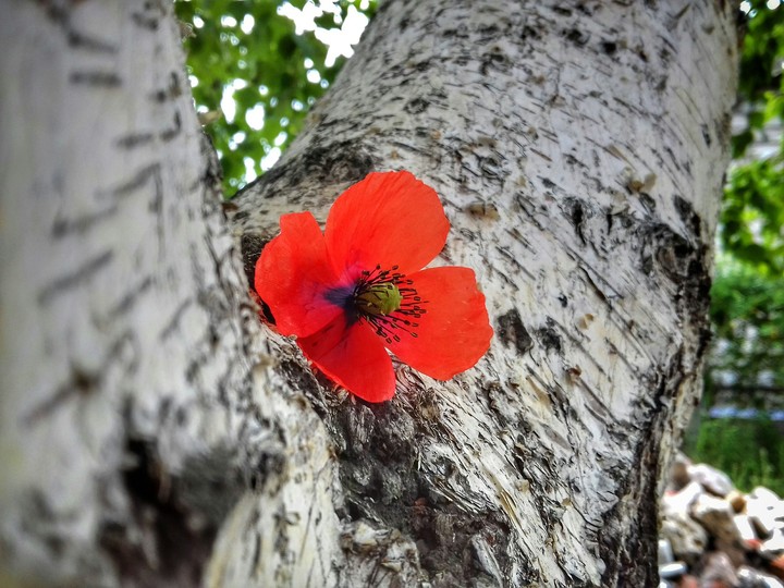 Poppy