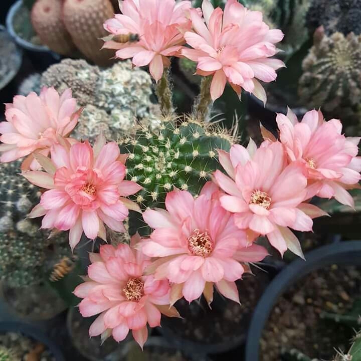 Cactus