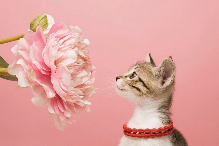 Cats and pink