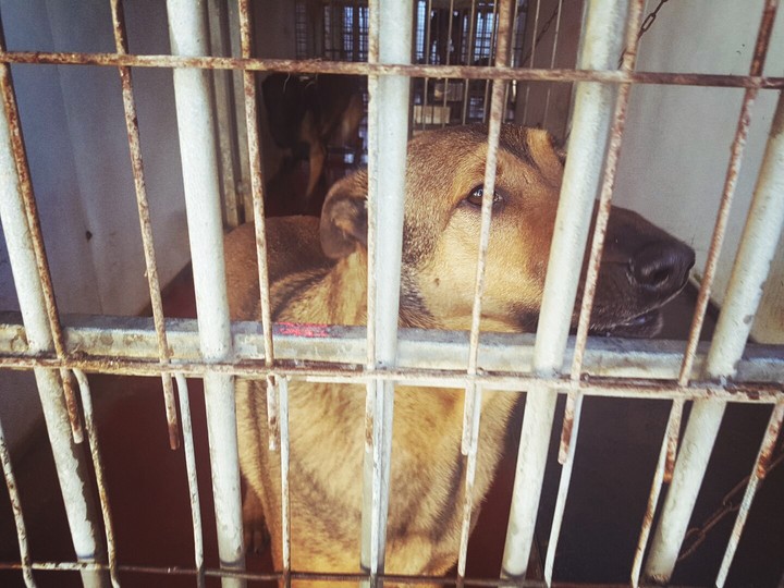 Adopt Dogs!