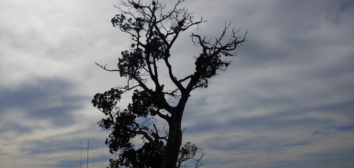 lone tree