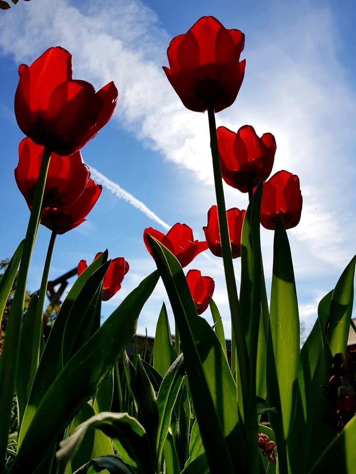 flowers