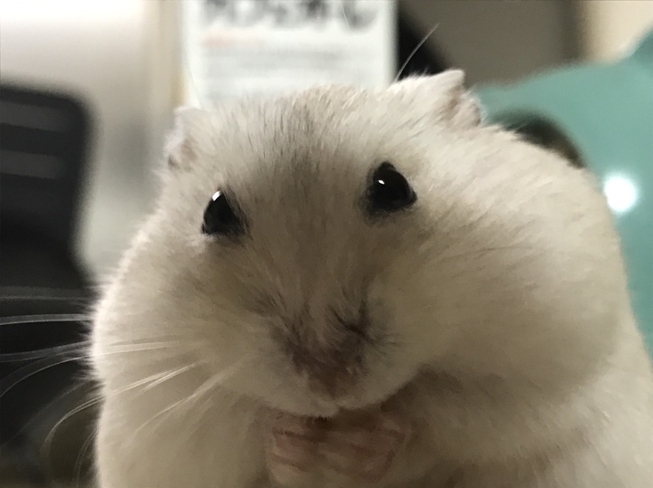 ハムスター