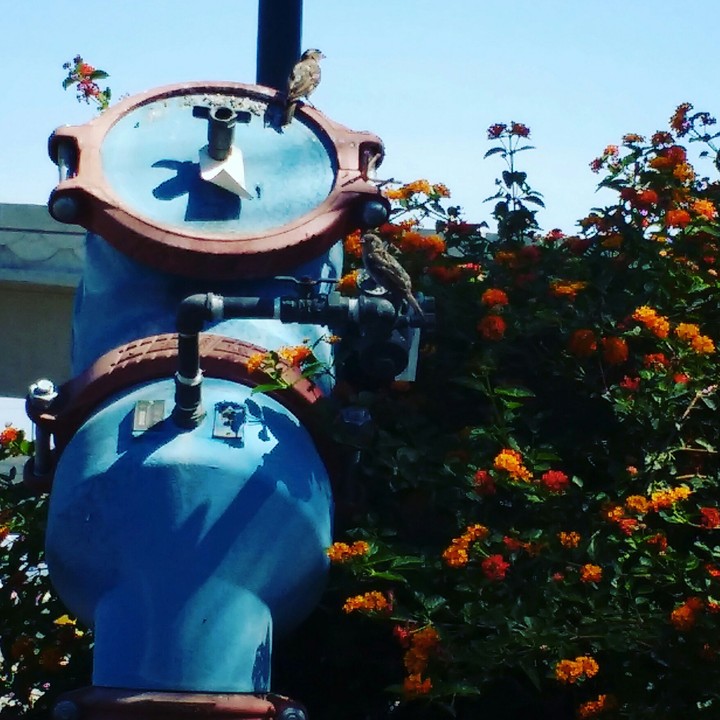 Blue Fire Hydrant with Flowers