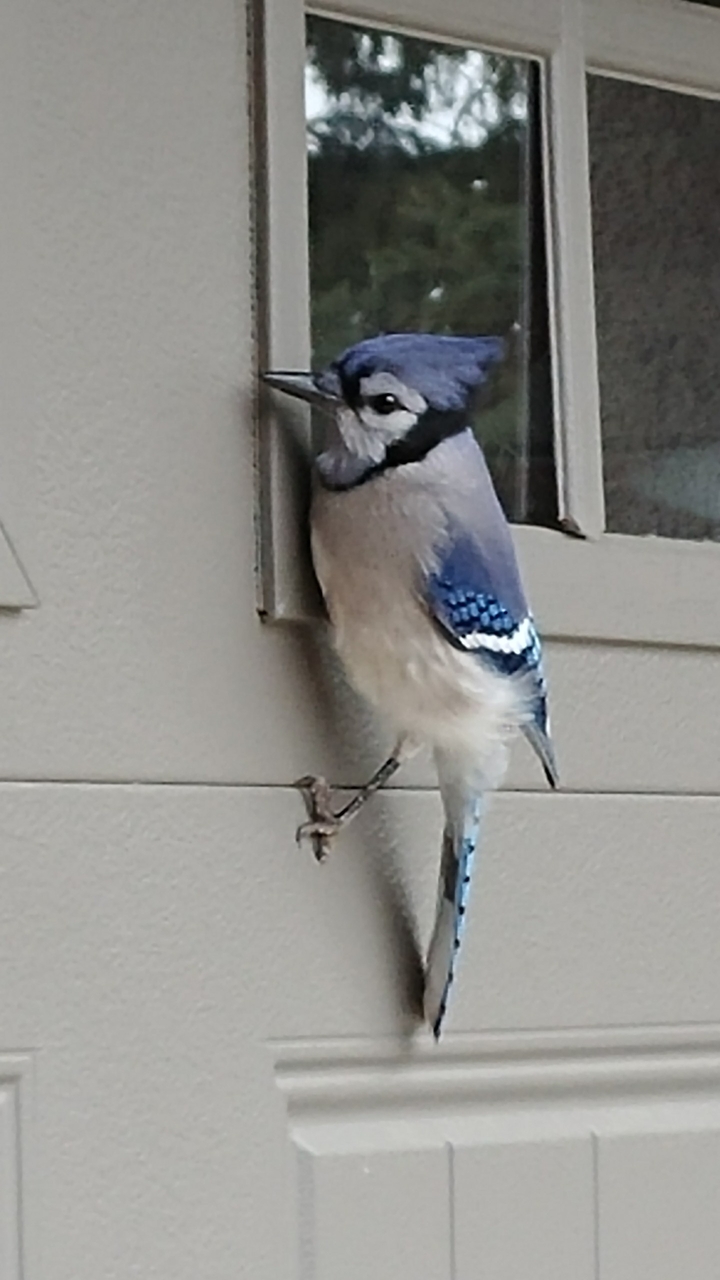 Blue Jay visit
