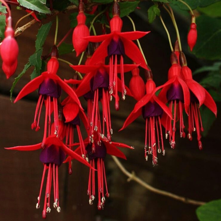 Fuchsia