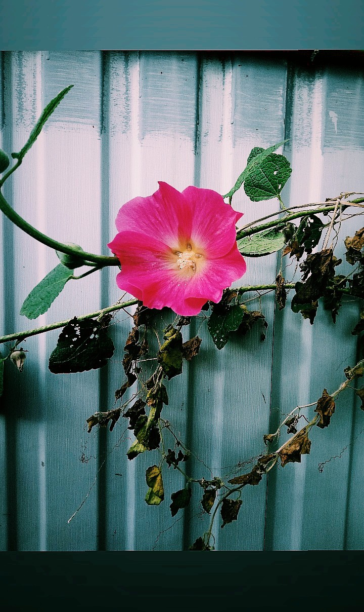 flower