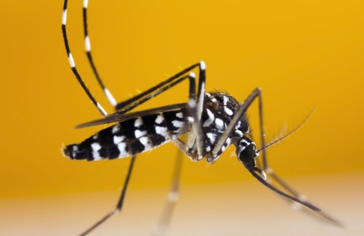 Tiger mosquito