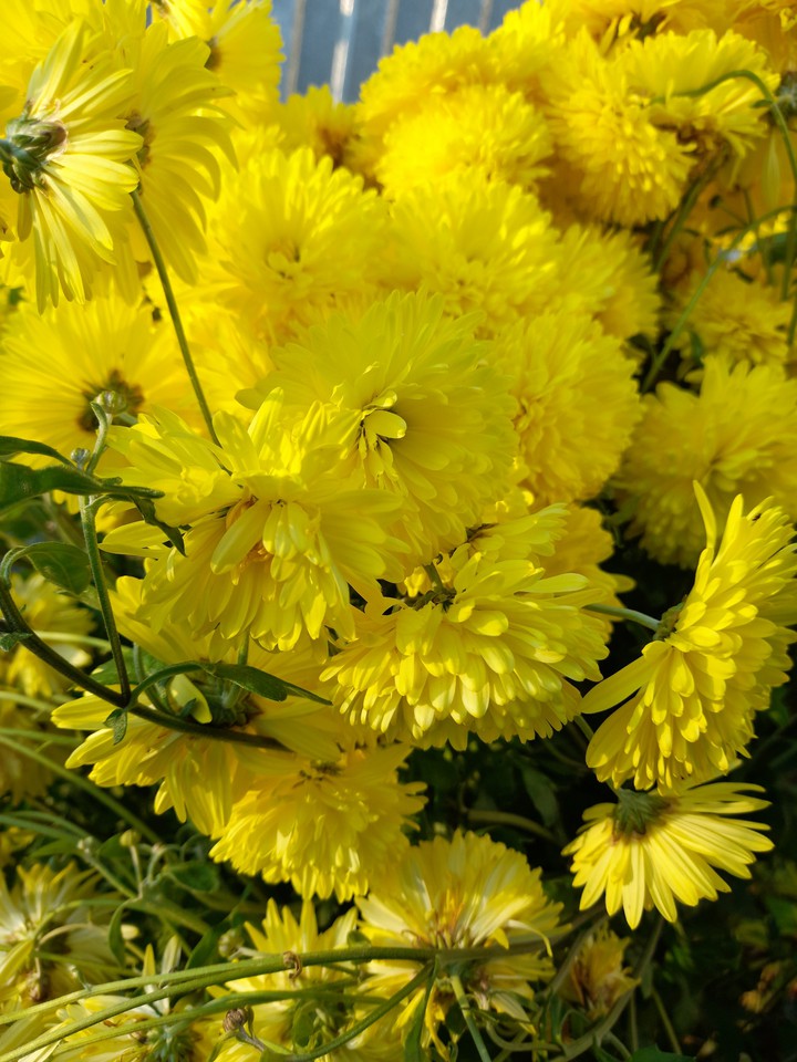 Chrysanthemum