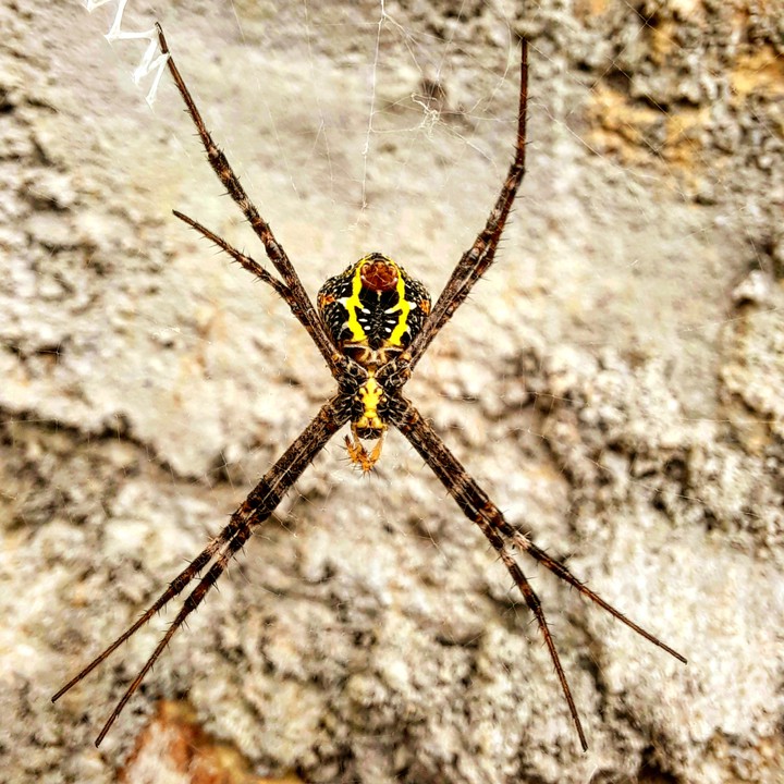 spider