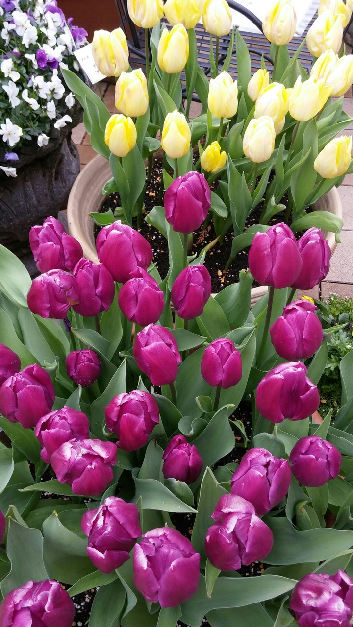 チューリップ