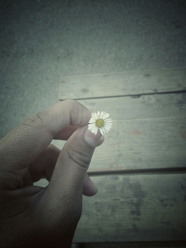 Tiny flower