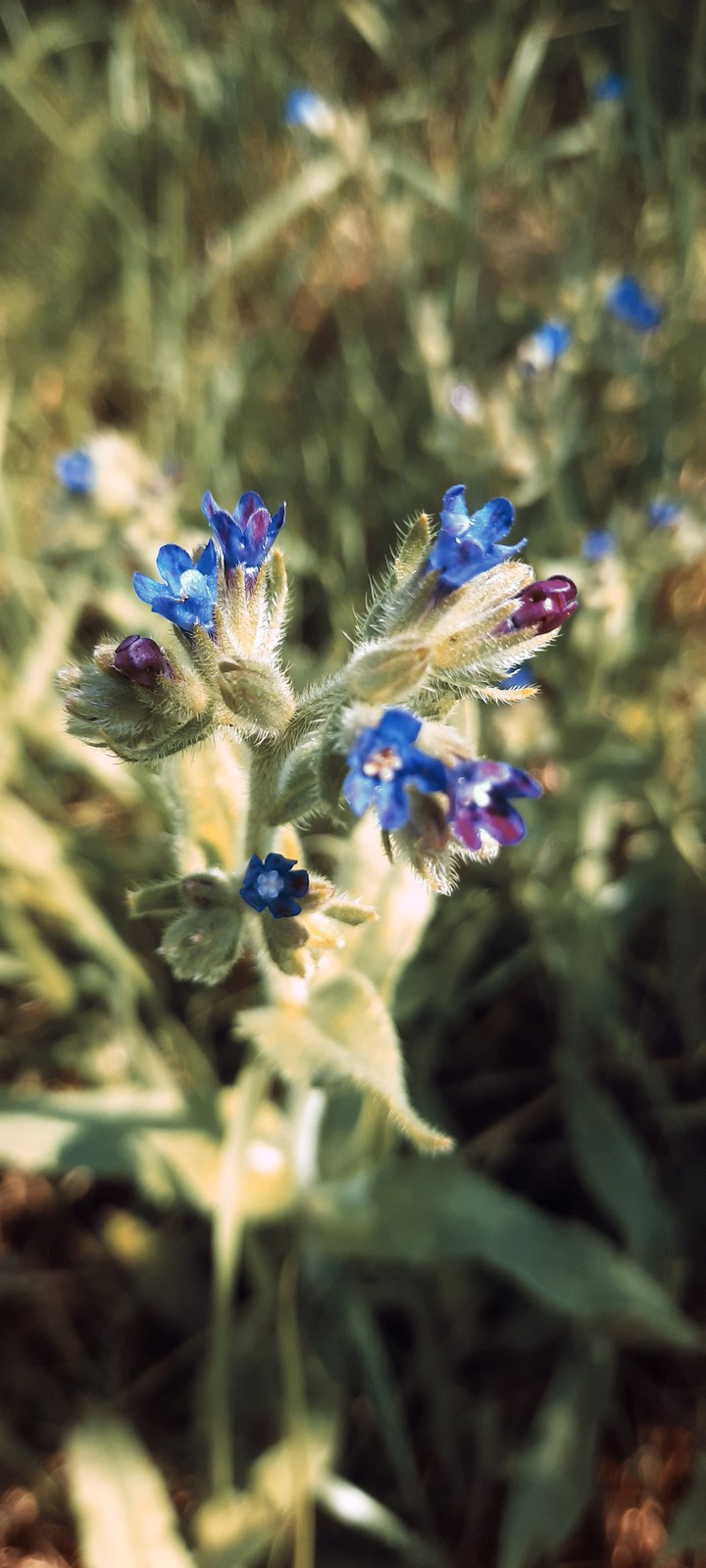 flover ?