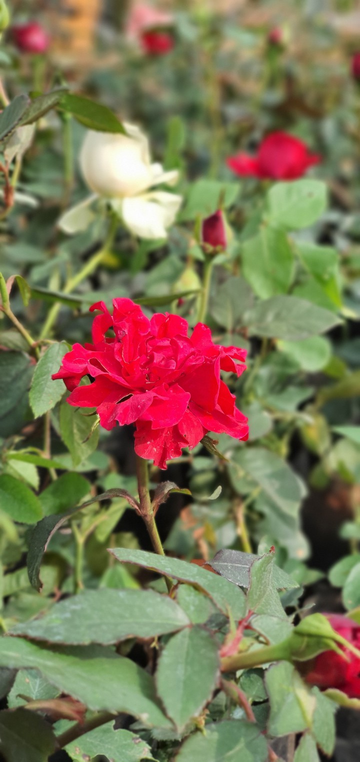Rose