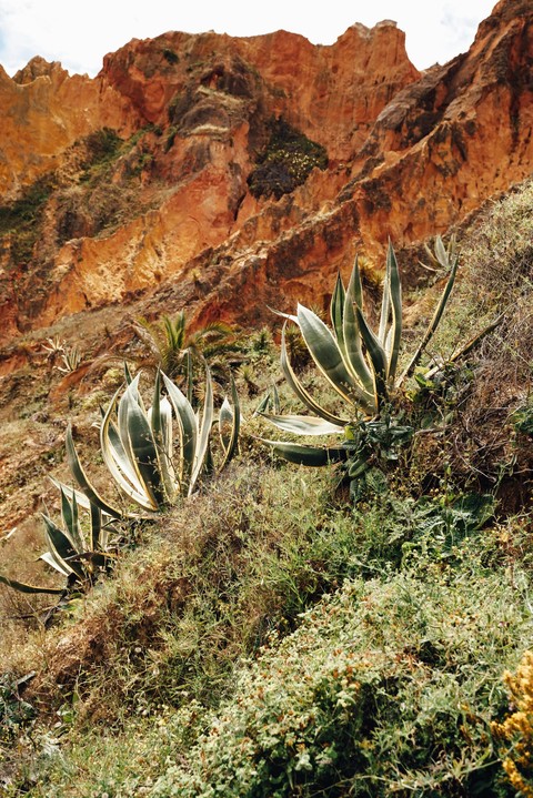 fonds d'écran agave, chaparral