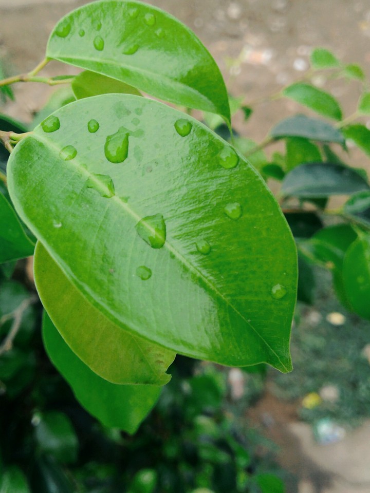 go green