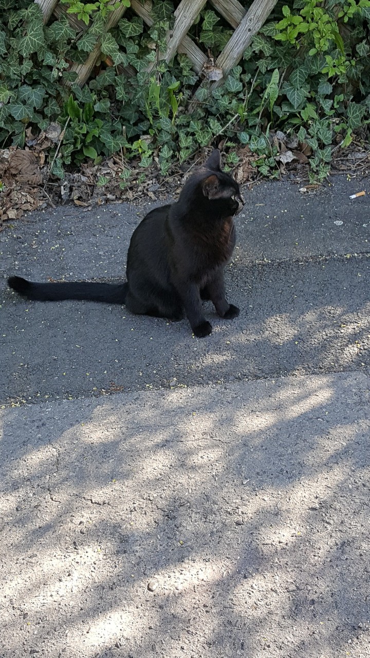 On road to Gliesmaroder Trainstation I saw the cat
