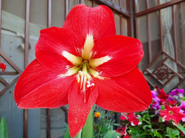 #flower