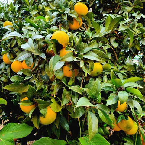 Limón