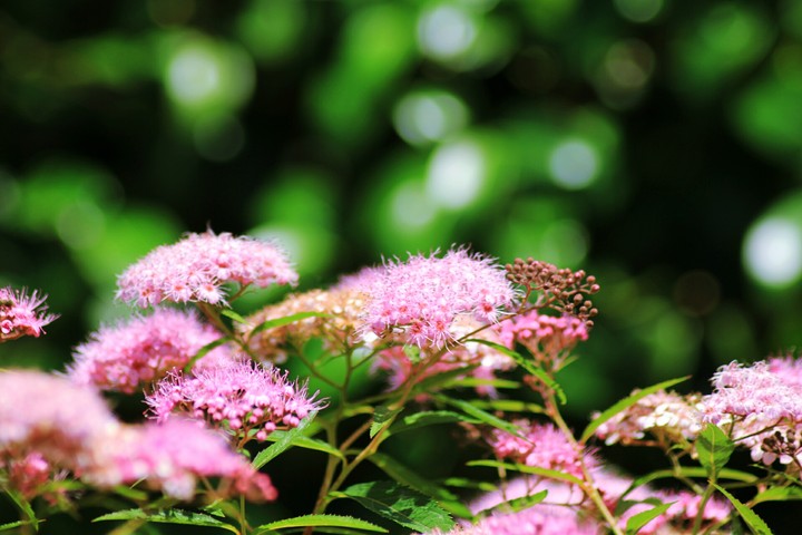 Pink flowers