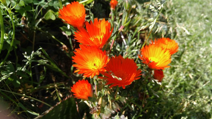 Wild Flower