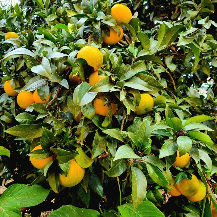 Limón