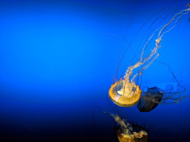 Jellyfish