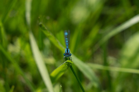 dragonfly, arthropod wallpapers
