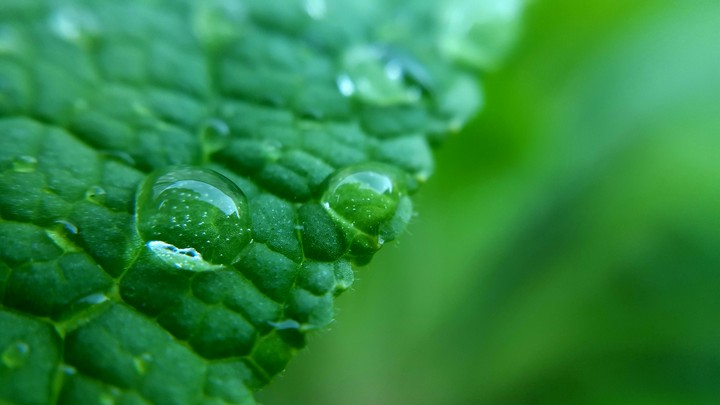 Foxglove Leaf.