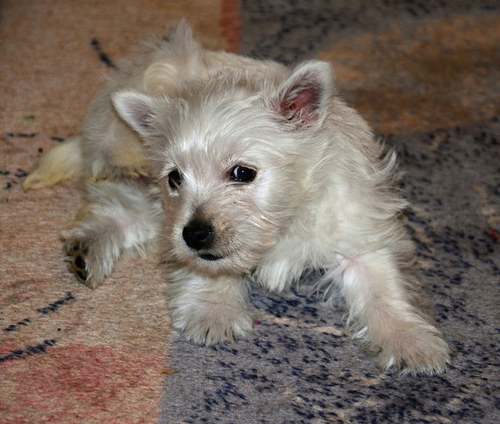 puppy Dafi