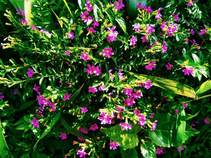 Wildflowers