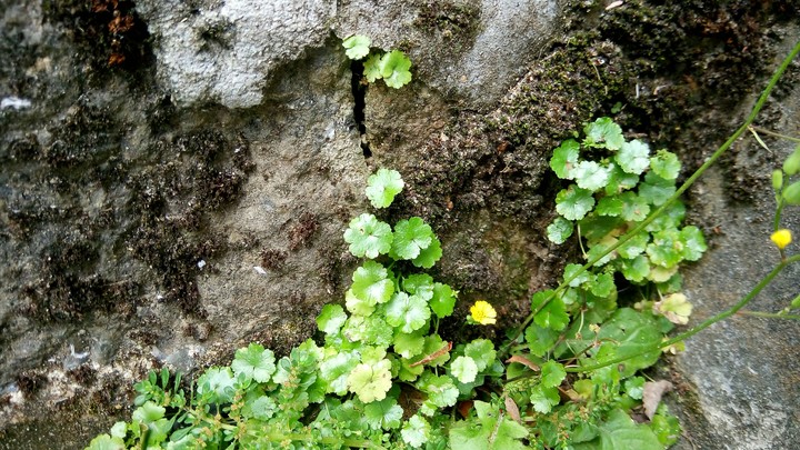 A little flower