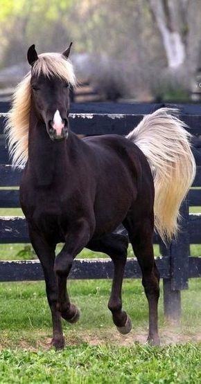 Special horses
