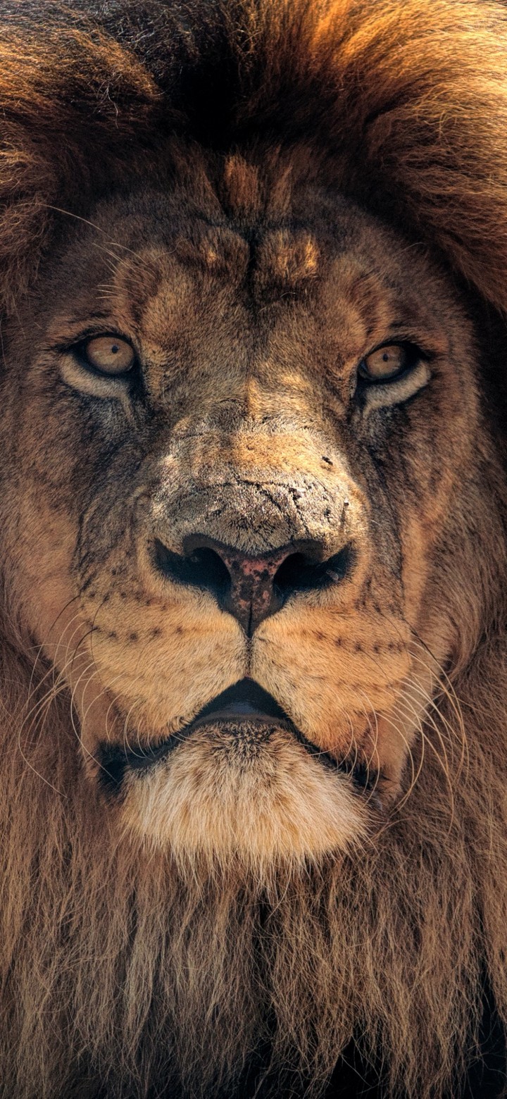 lion