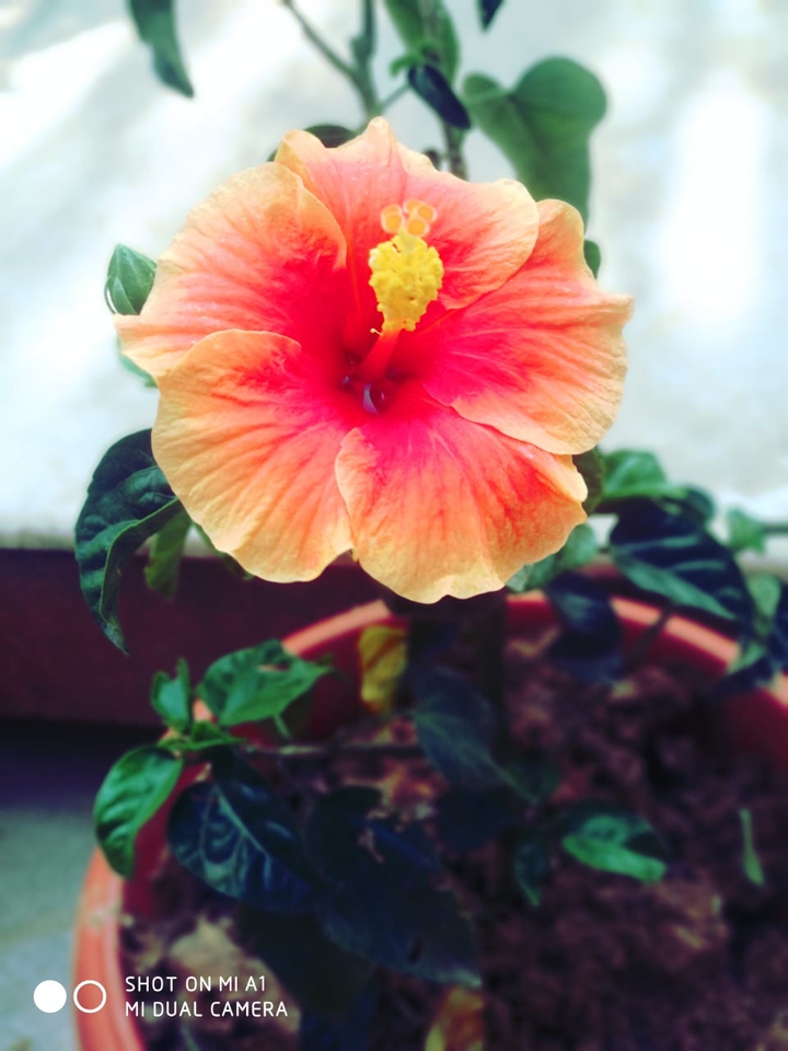 hibiscus