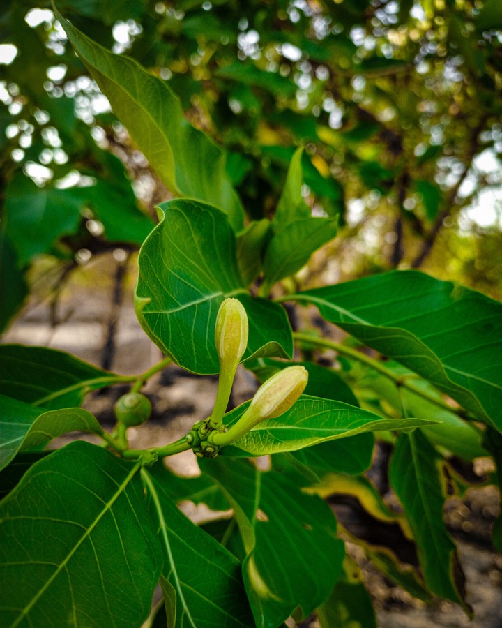 Green Plant