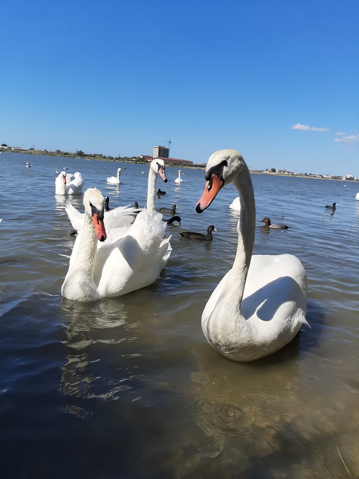 swan