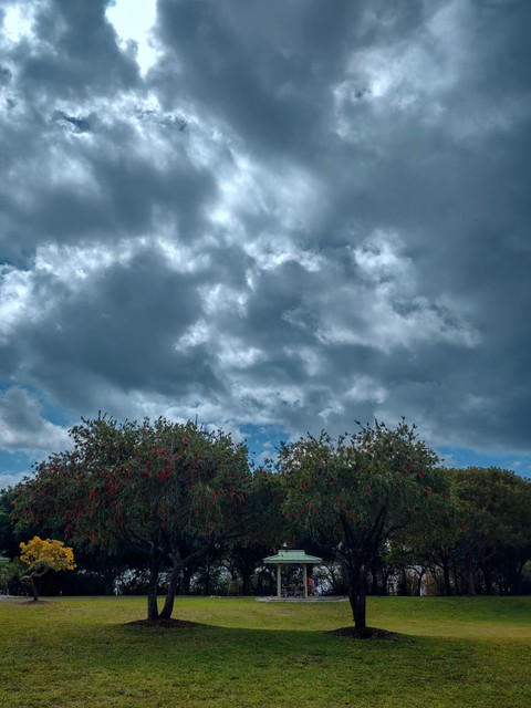 Stormy Trees