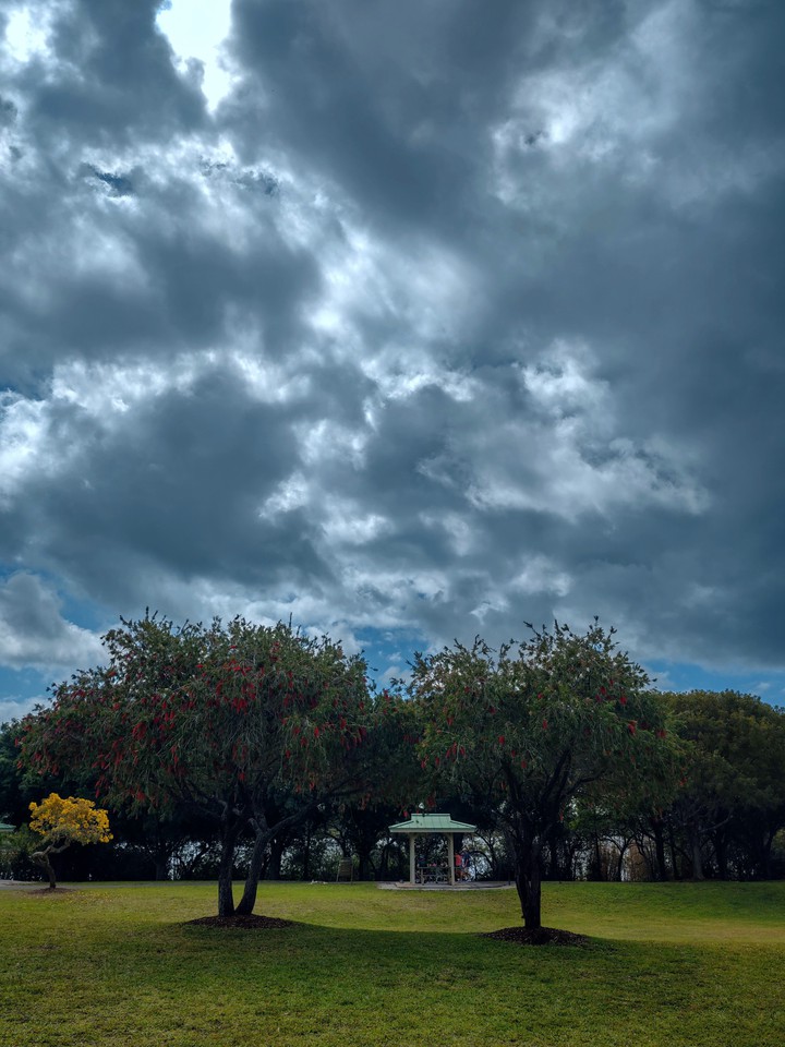 Stormy Trees