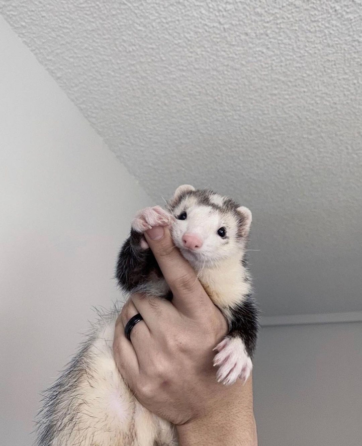 Hi